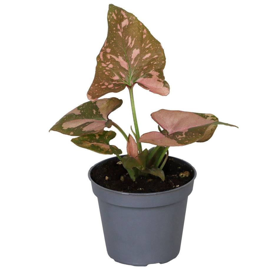 Syngonium podophyllum 'Pink Splash' 10 cm hoog, pot ø6 cm