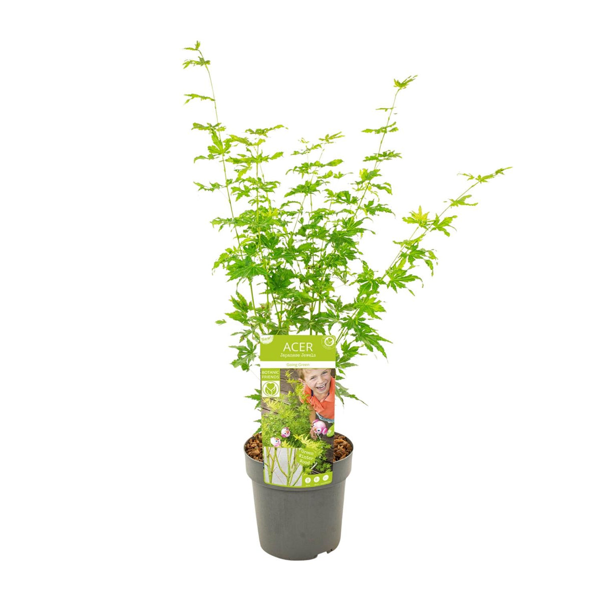Japanse esdoorn 'Going Green' (Acer palmatum)