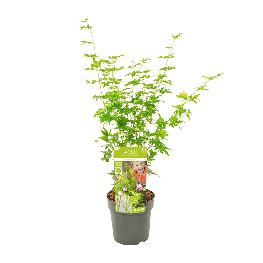 Acero giapponese 'Going Green' (Acer palmatum) alto 50 cm, vaso ø19 cm
