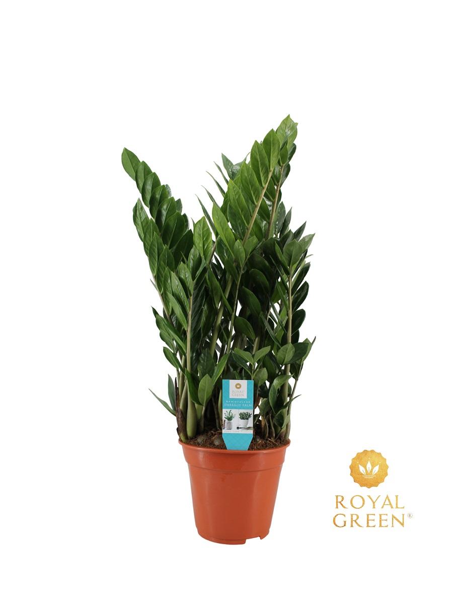 ZZ-plant (Zamioculcas zamiifolia)