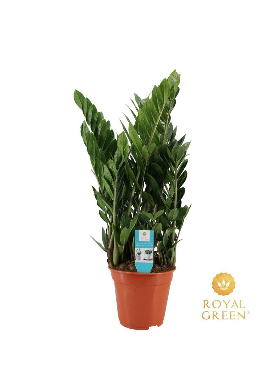 ZZ-plant (Zamioculcas zamiifolia) 75 cm hoog, pot ø21 cm