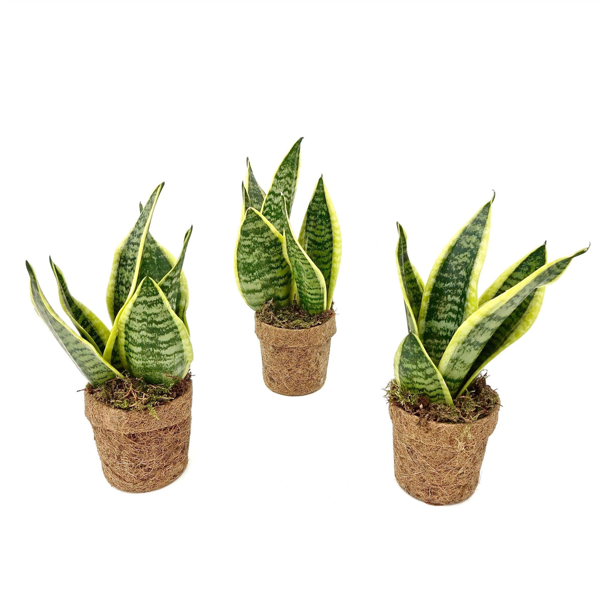 Kokostopf Bogenhanf 'Yellow' , ø13 cm, Set mit 2