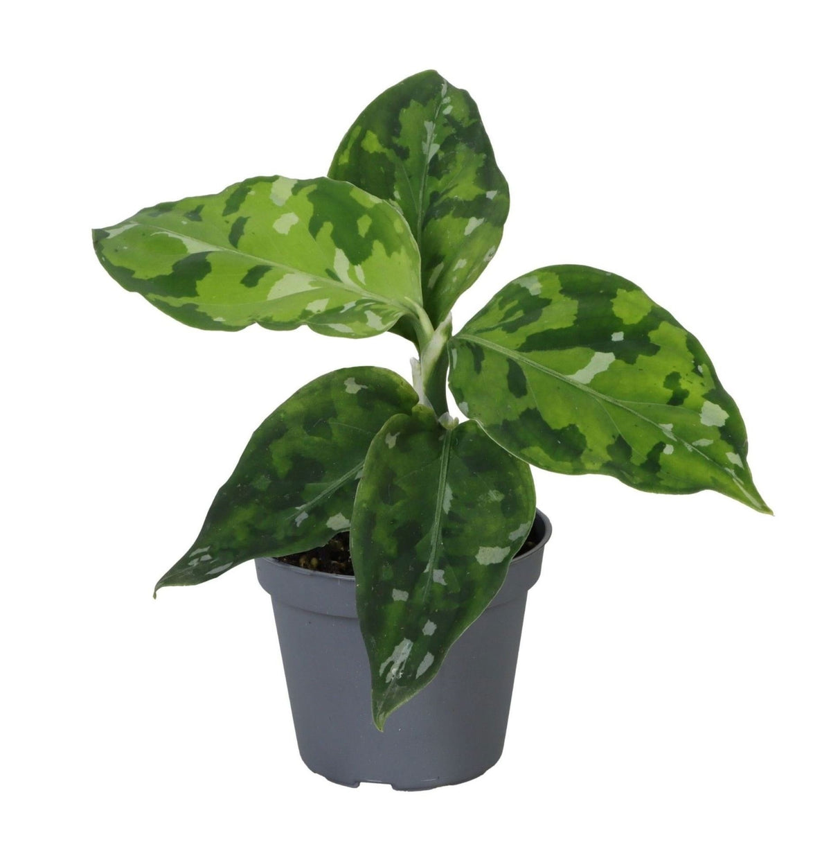 Aglaonema pictum 'Tricolor' 10 cm høj, potte ø6 cm