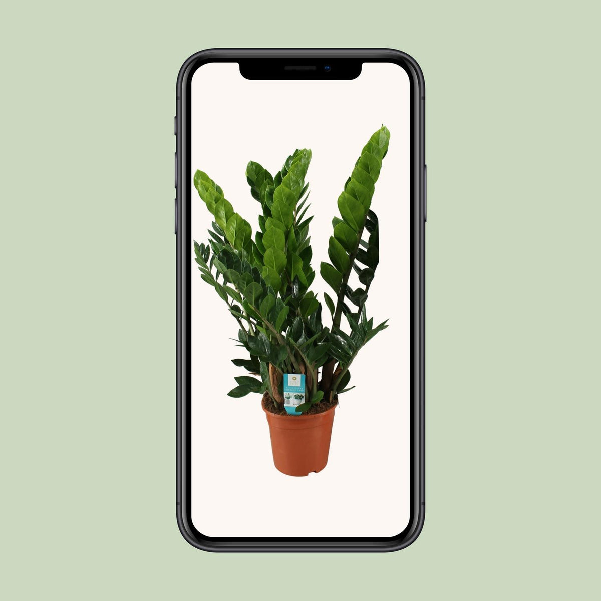 ZZ-plant (Zamioculcas zamiifolia)