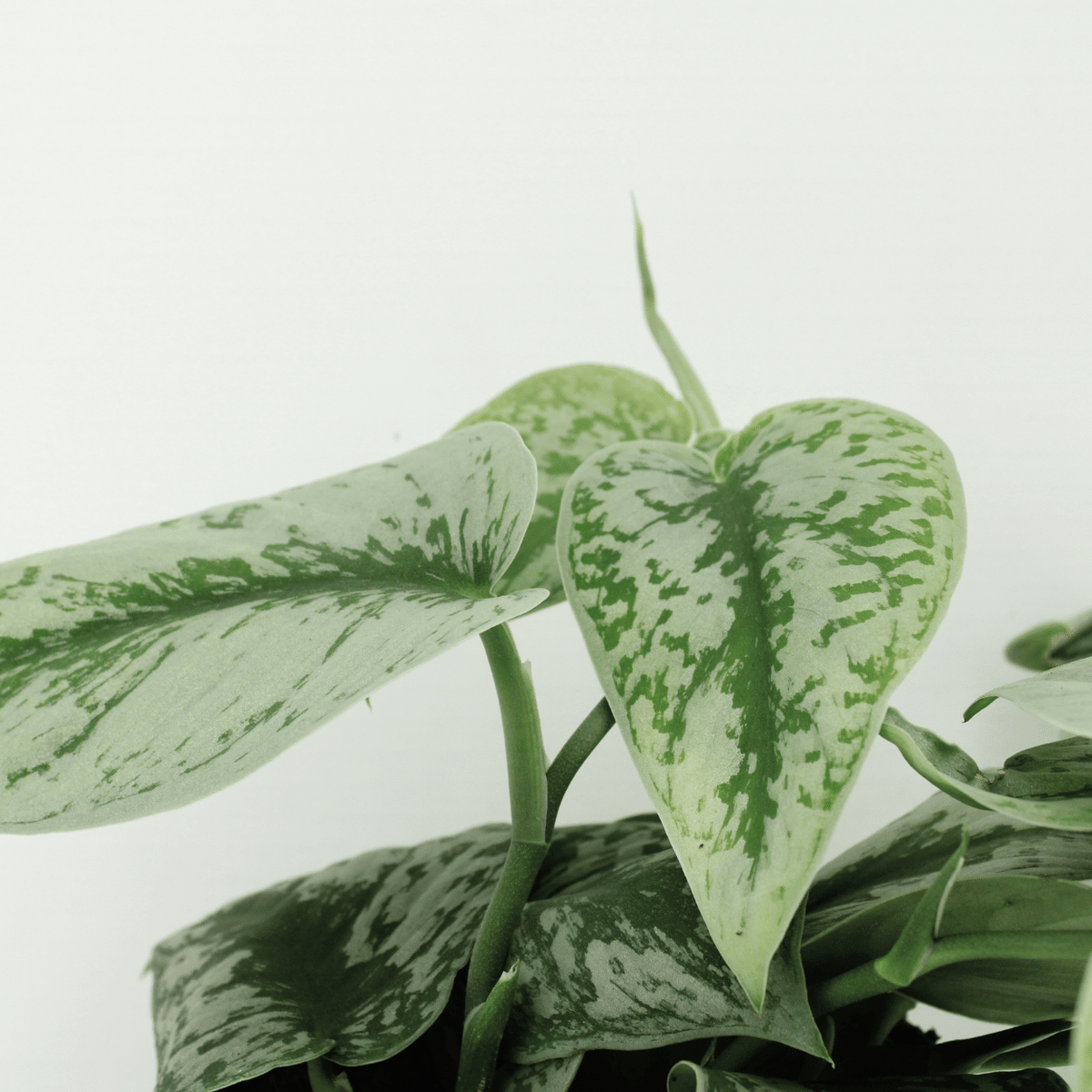 Scindapsus pictus 'Trebie'