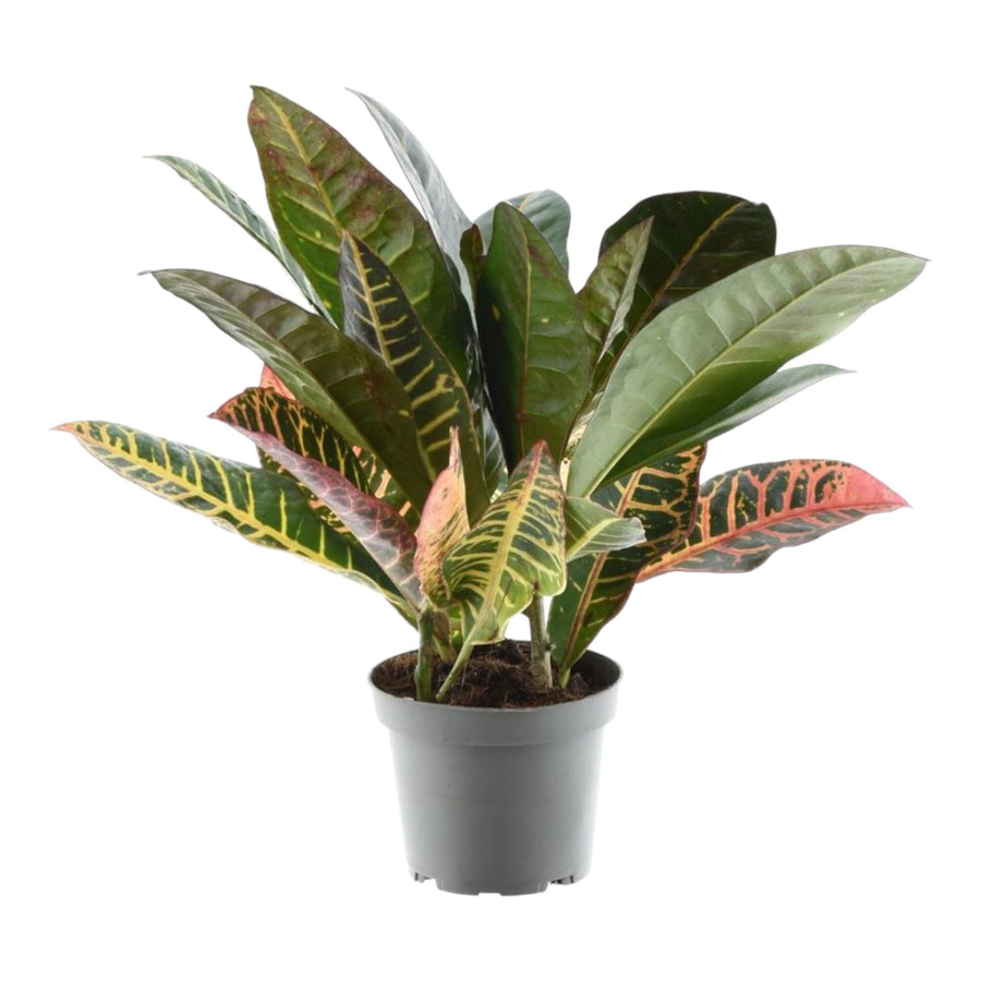 Croton (Codiaeum variegatum 'Petra') 30 cm hoog, pot ø12 cm