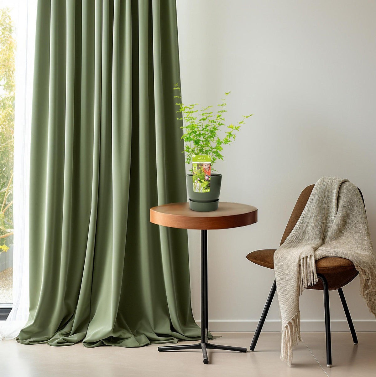 Acero giapponese 'Going Green' alto 50 cm, vaso ø19 cm
