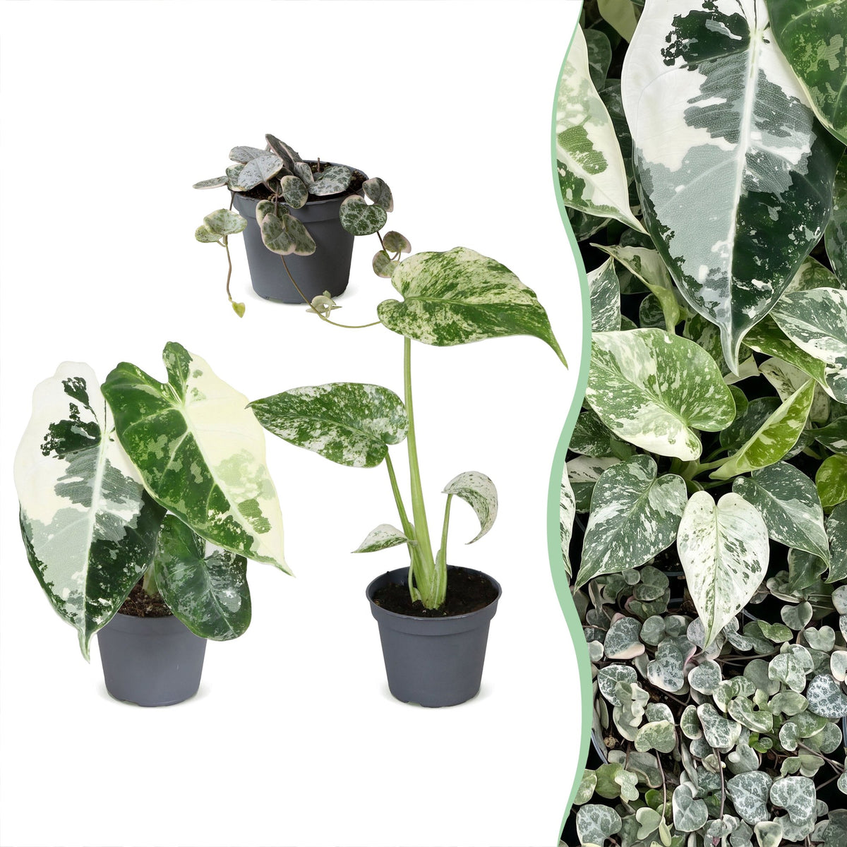 Baby Variegata Mix