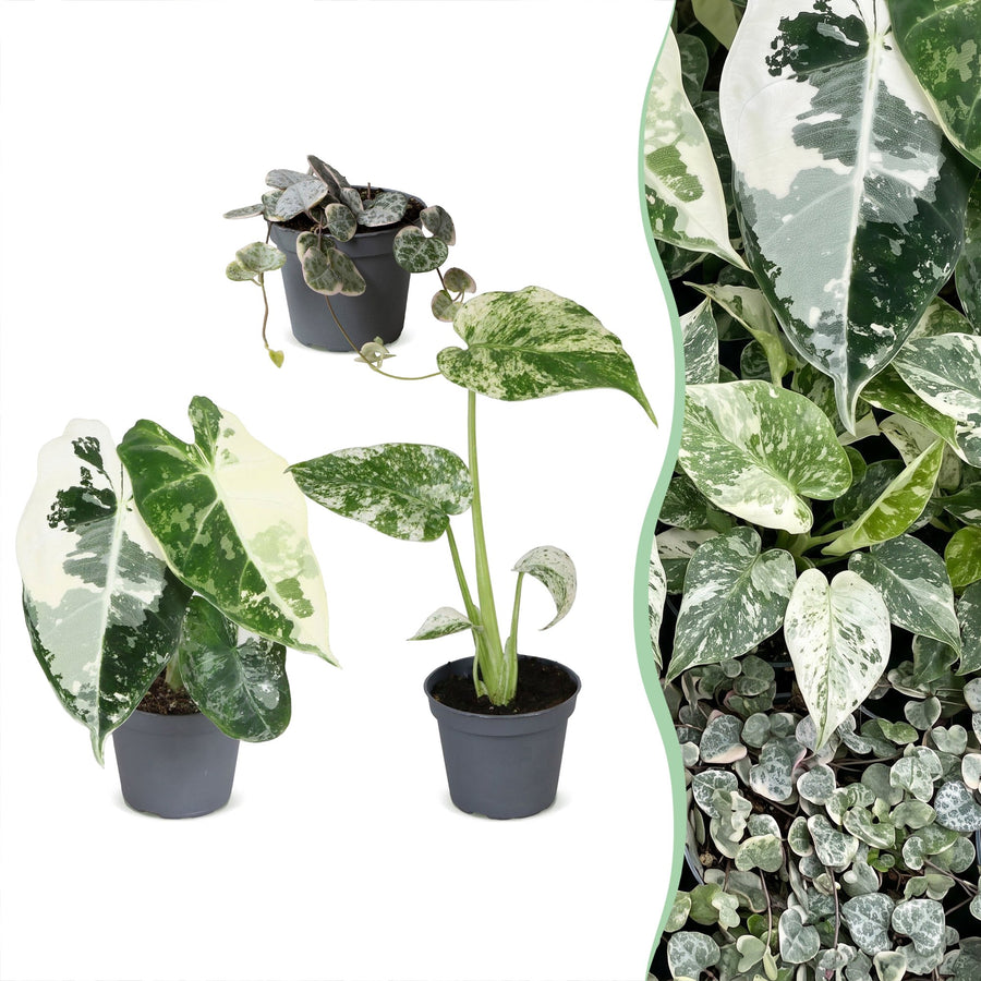 Baby Variegata Mix (3 planter, potte ø6 cm)