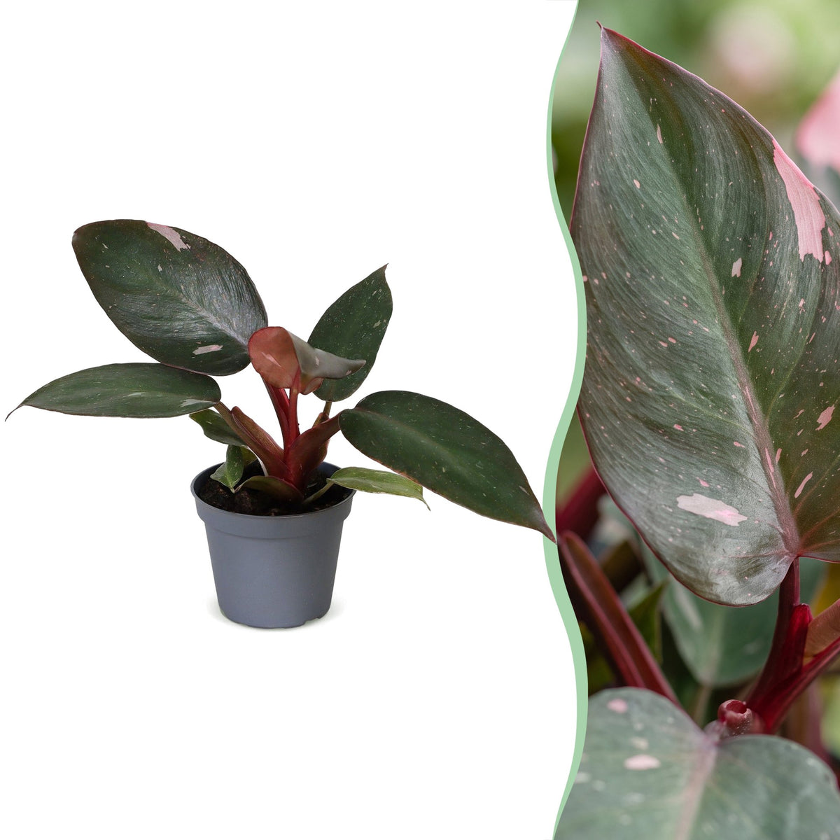 Pink Princess-filodendron 12 cm høj, potte ø6 cm