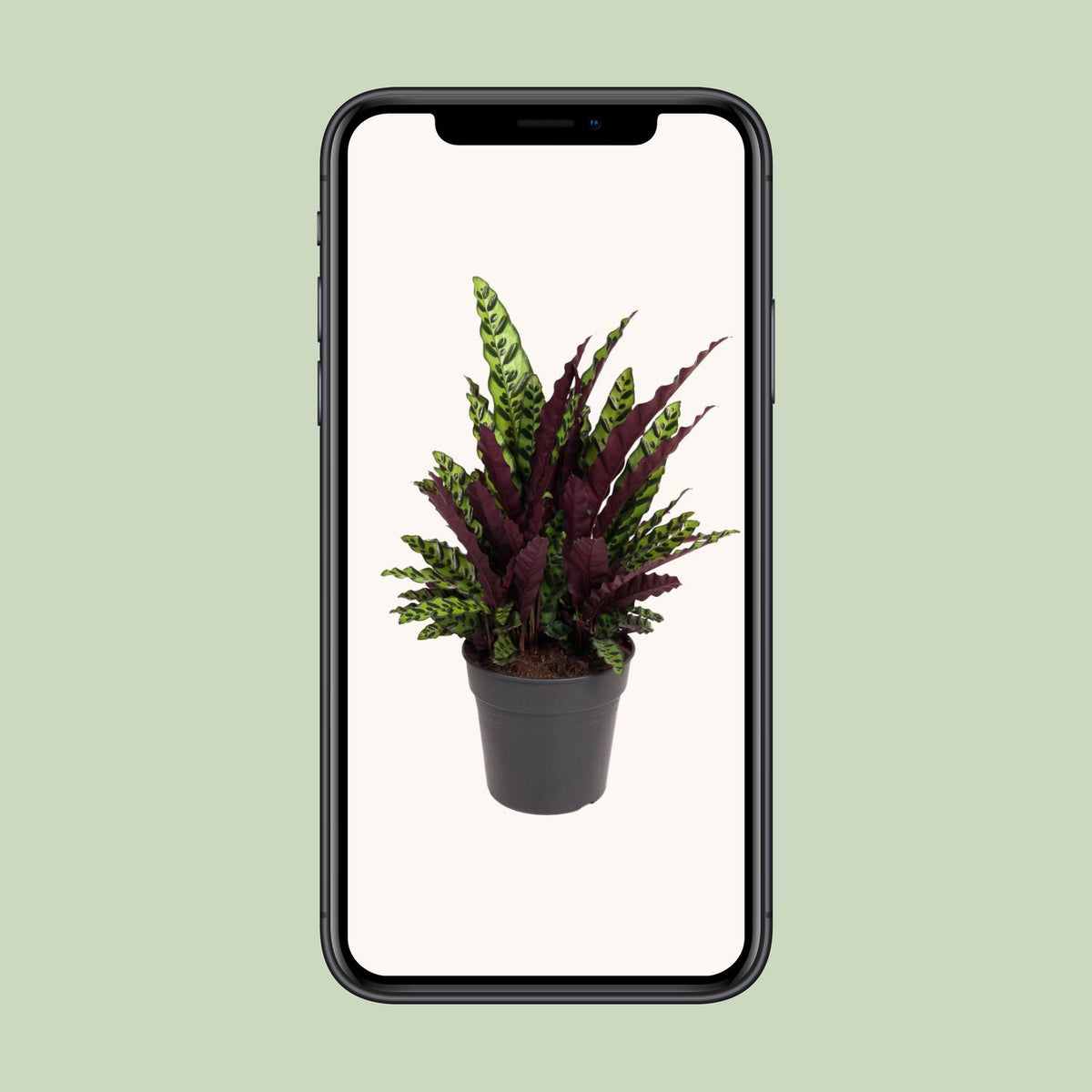 Calathea 70 cm de haut, pot ø27 cm