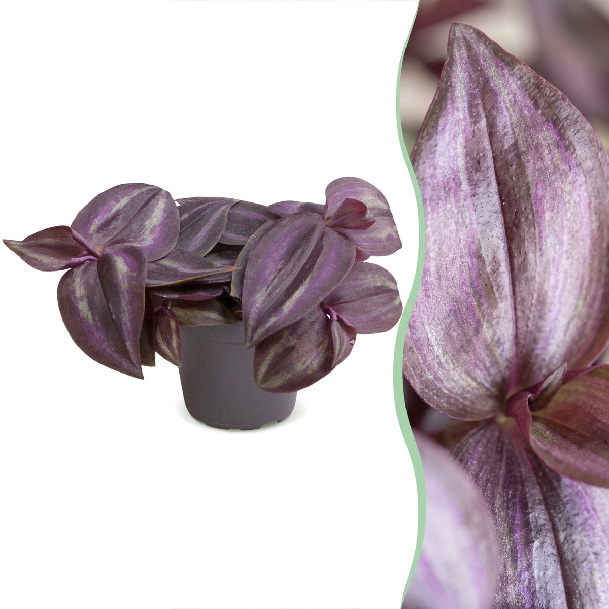 Vaderplant (Tradescantia 'Purple Joy')
