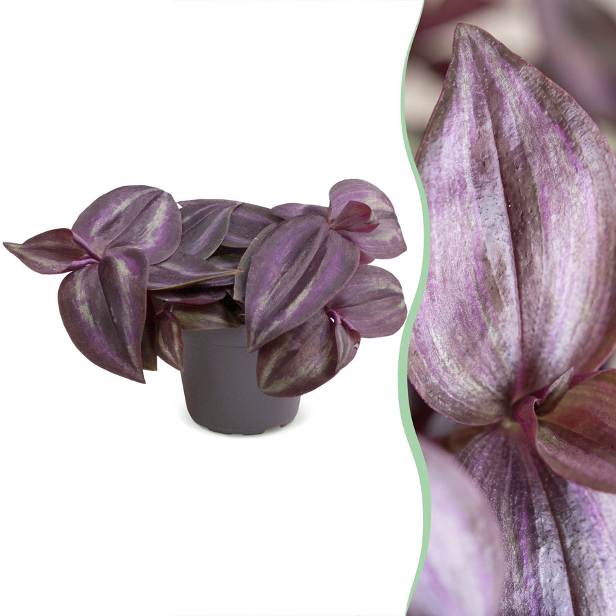 Vaderplant (Tradescantia 'Purple Joy') 5 cm hoog, pot ø6 cm