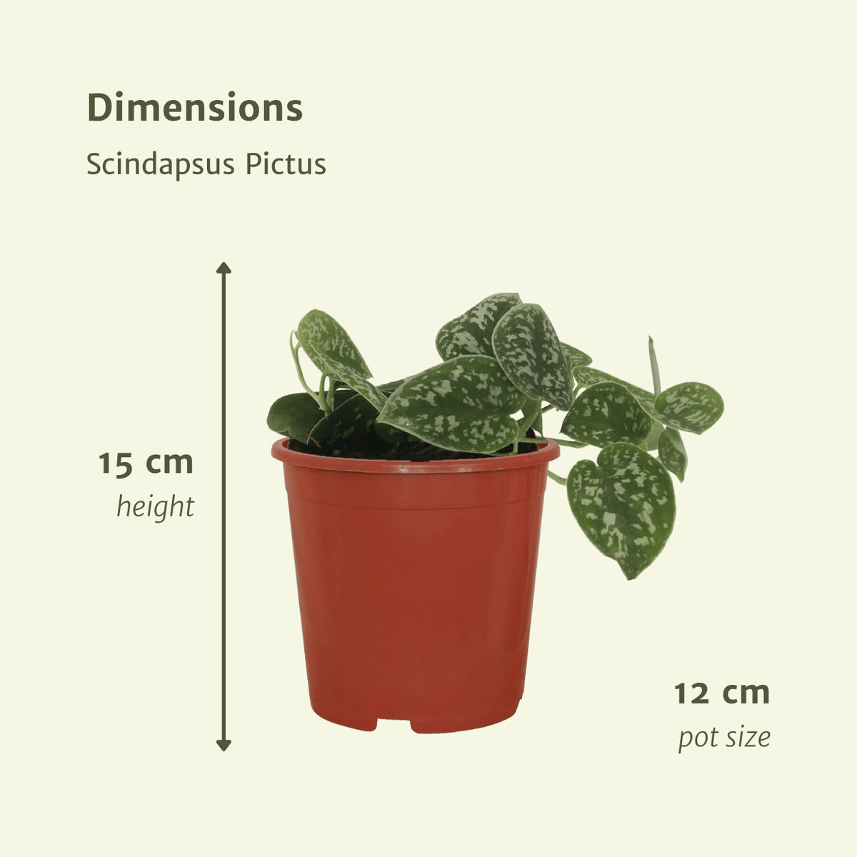Sølvvin , 4 planter, potte ø12 cm