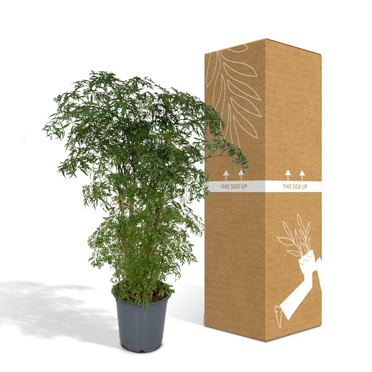 Aralie 75 cm hoch, Topf ø21 cm
