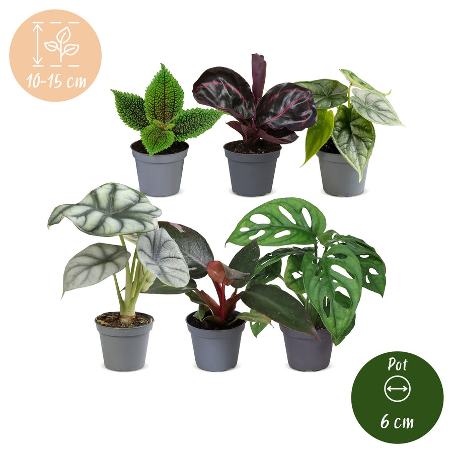 Baby Jungle Mix (6 planter, potte ø6 cm)