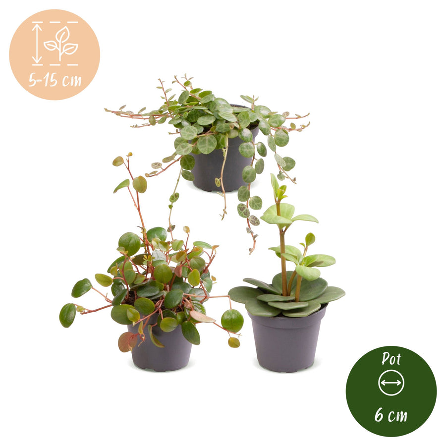 Baby Peperomia-mix (3 planter, potte ø6 cm)
