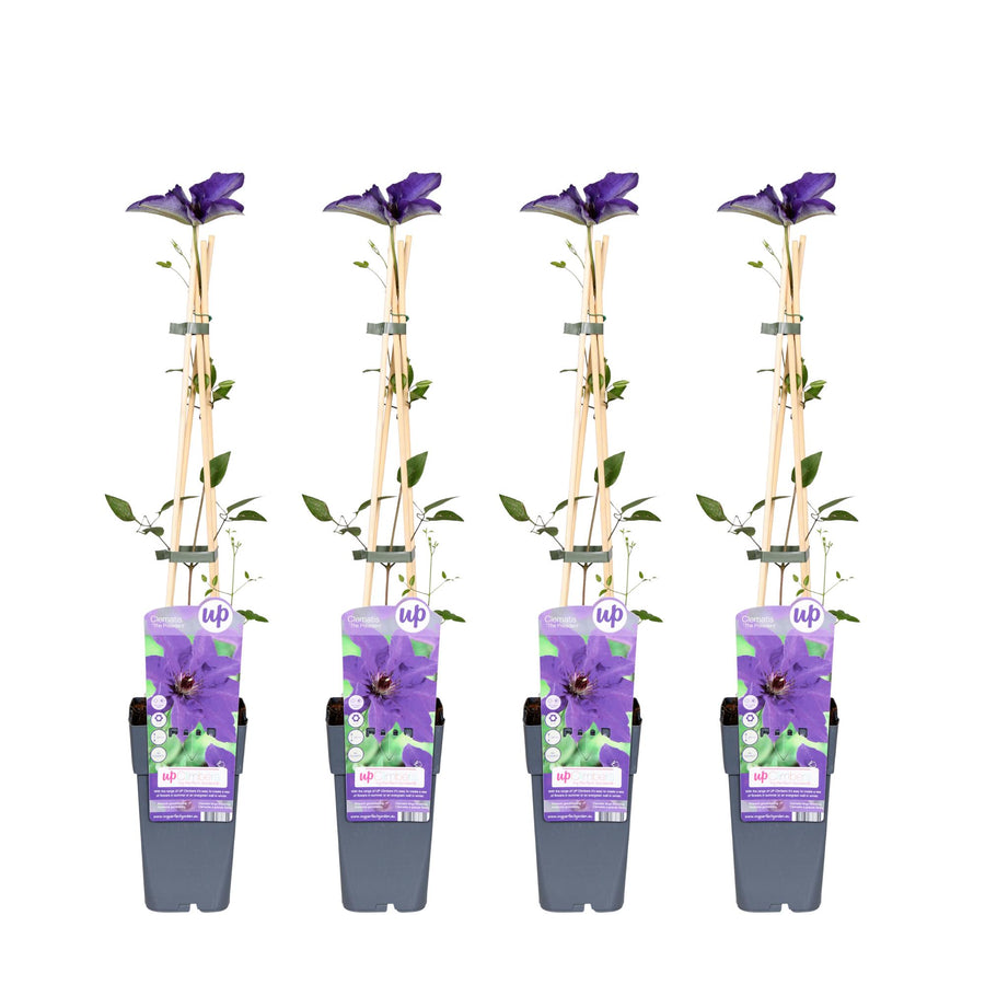 Waldrebe 'The President' (Clematis), 4 Pflanzen von 65 cm