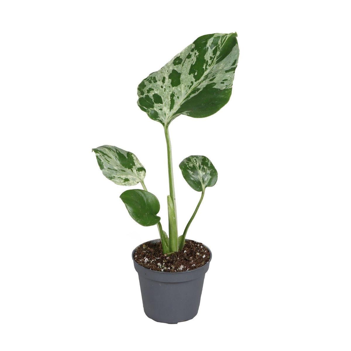 Monstera 18 cm høj, potte ø6 cm