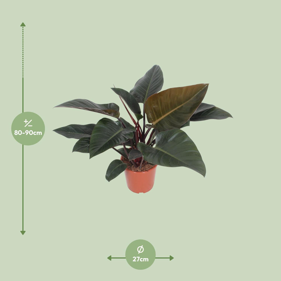 Baumfreund 'Congo Red' (Philodendron) 80 cm hoch, Topf ø27 cm