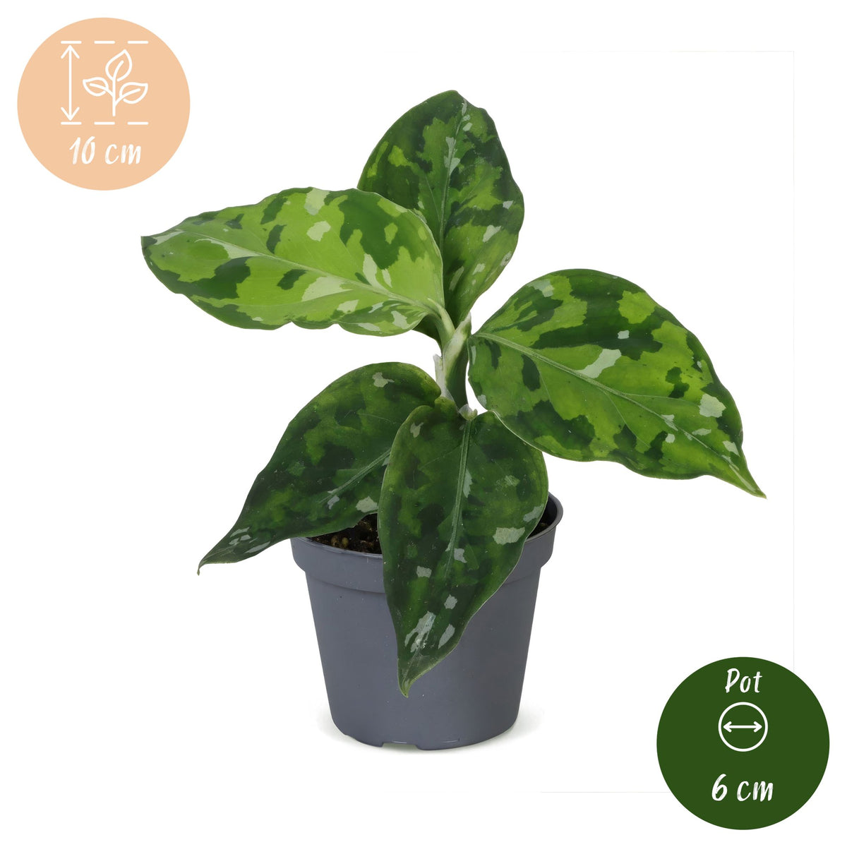 Aglaonema pictum 'Tricolor' 10 cm høj, potte ø6 cm