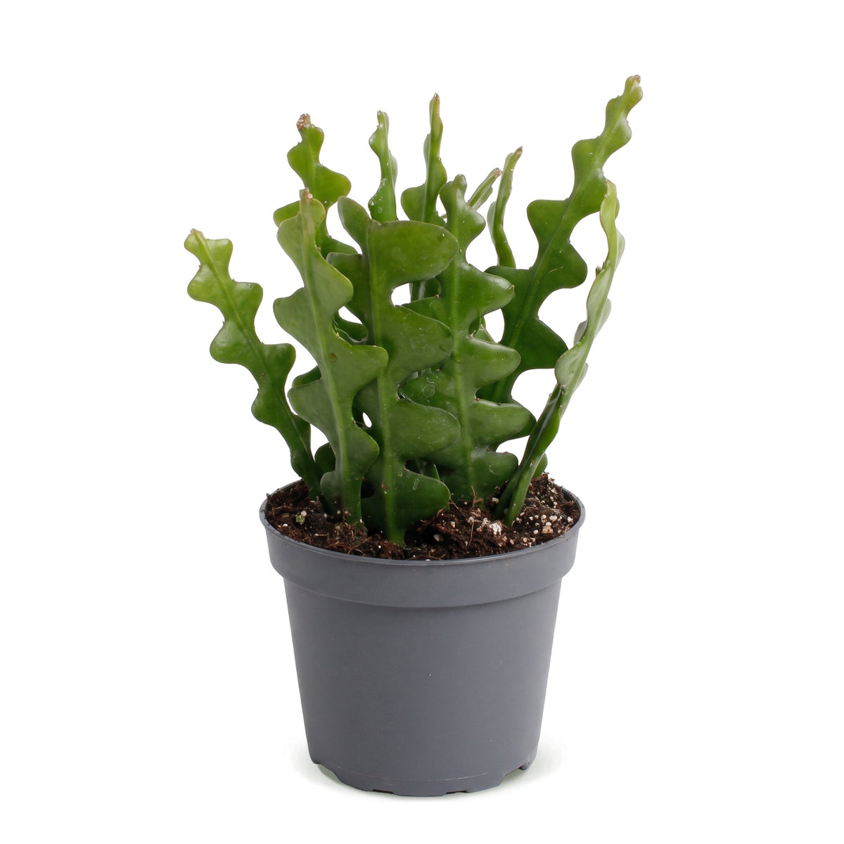 Cactus arête de poisson 15 cm de haut, pot ø6 cm