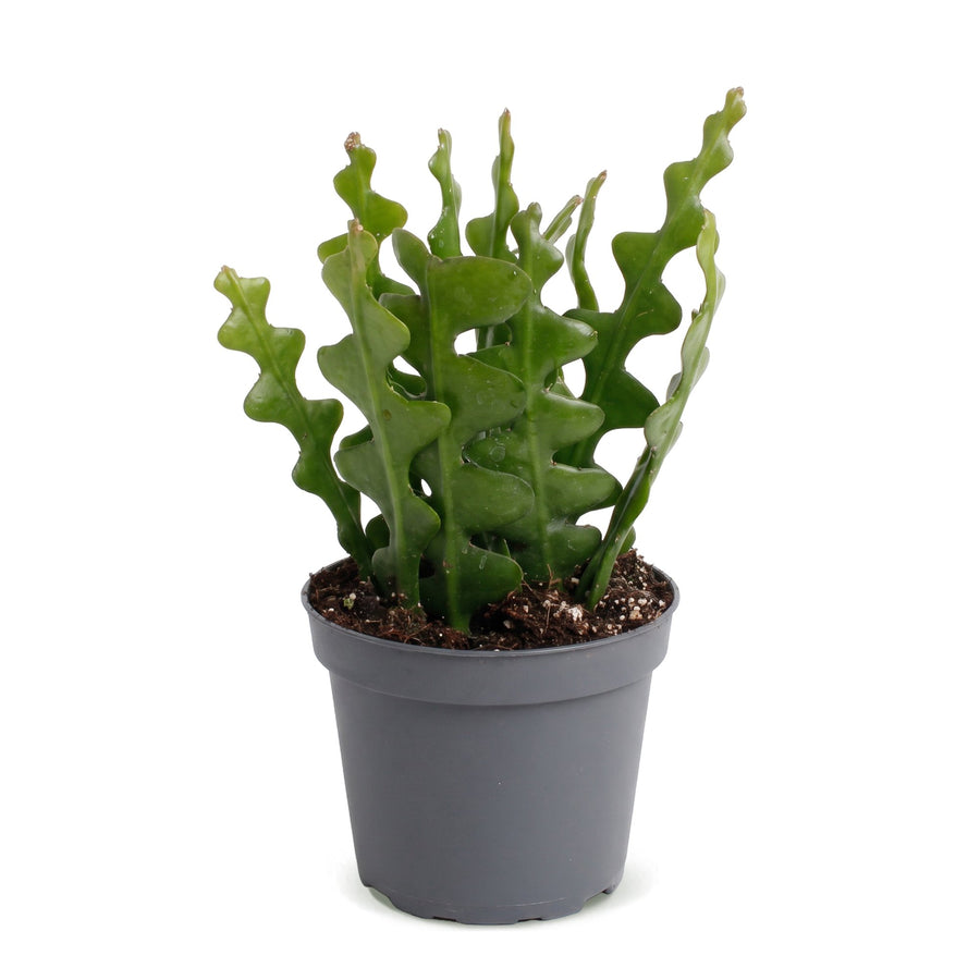 Cactus arête de poisson (Epiphyllum anguliger) 15 cm de haut, pot ø6 cm