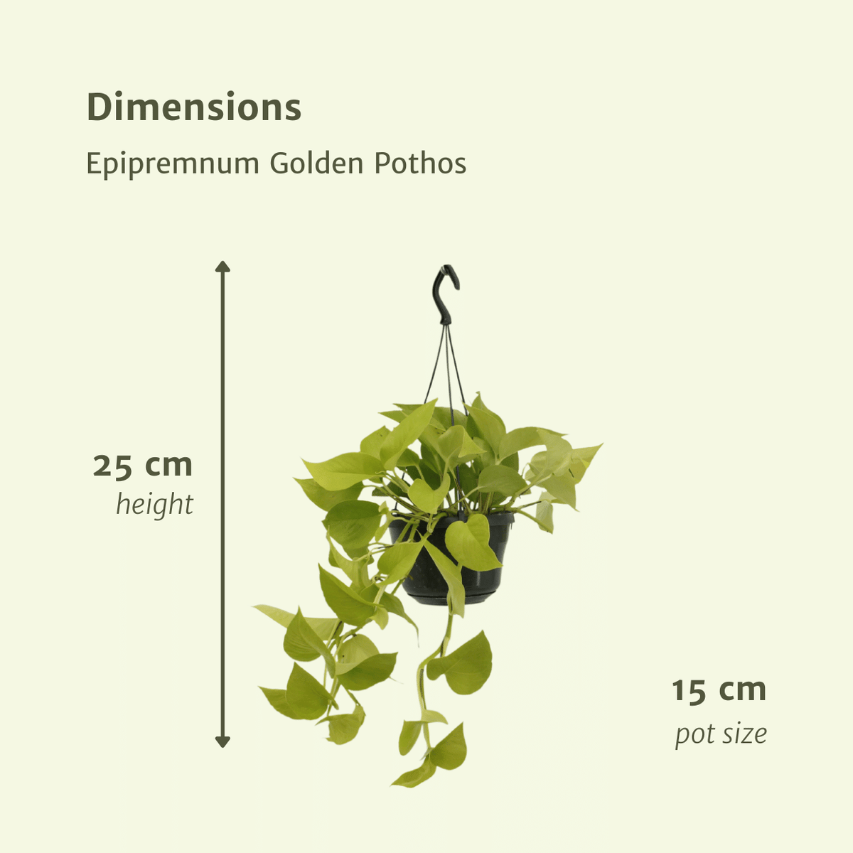 Guldranke , 2 planter, potte ø15 cm