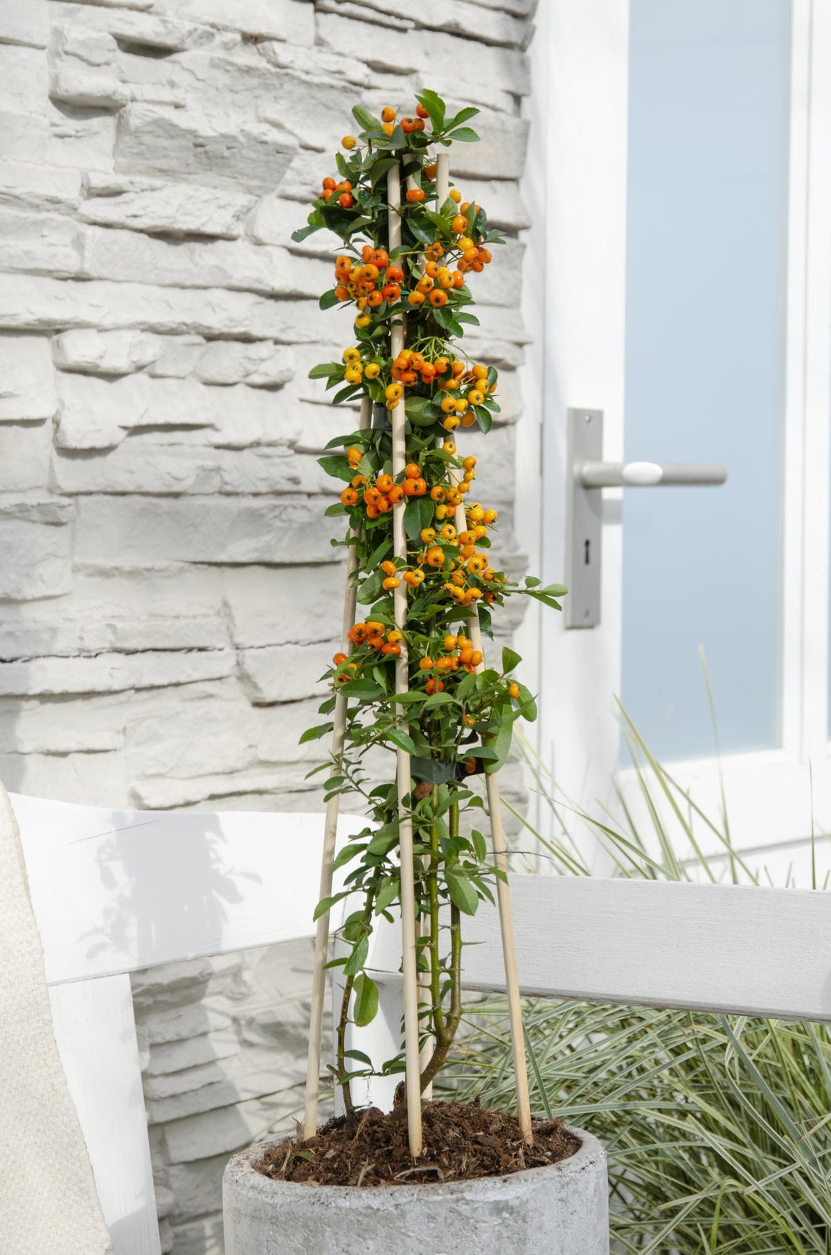 Eldtorn 'Orange Glow' , 4 växter på 65 cm