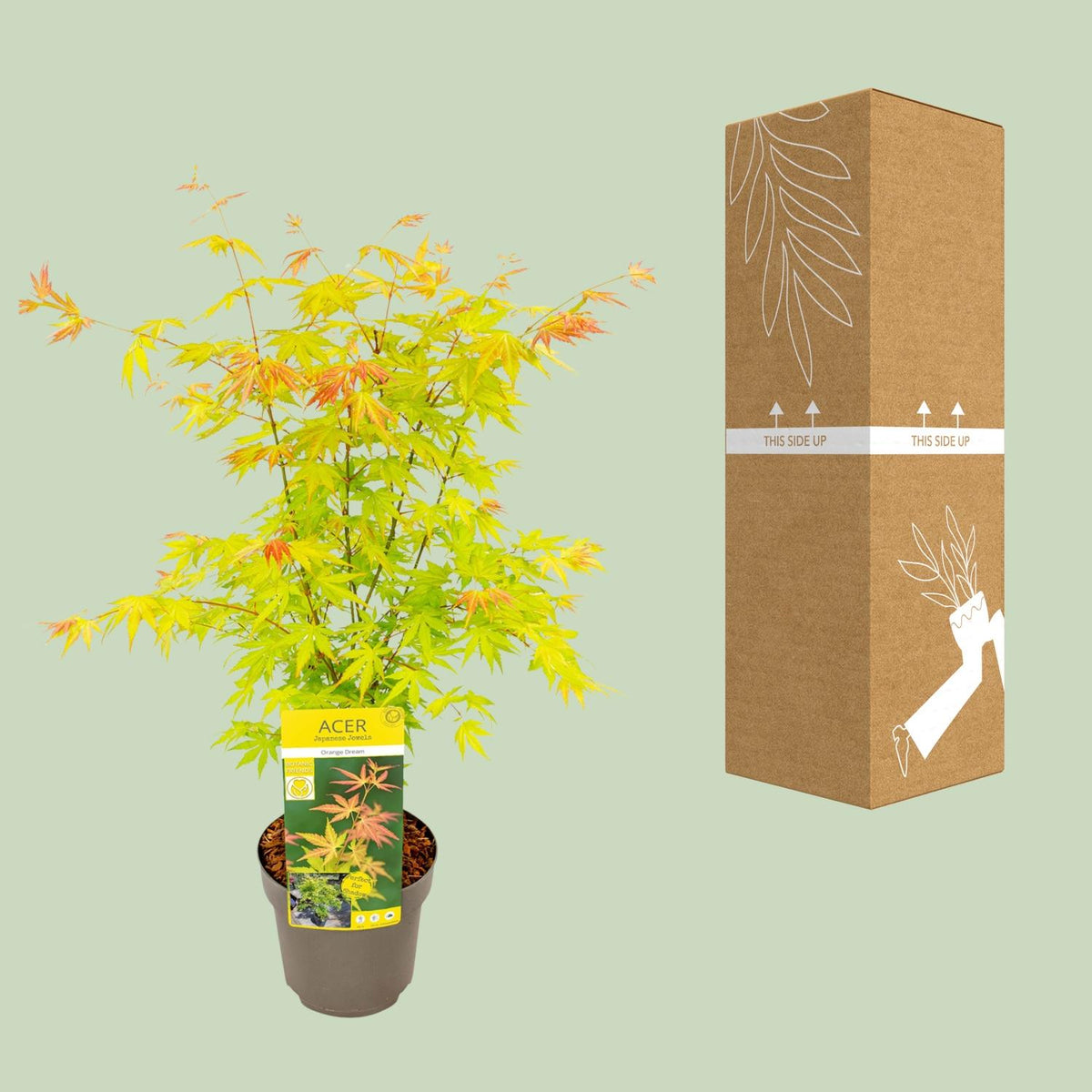 Japanese maple 'Orange Dream' 50 cm tall, pot ø19 cm
