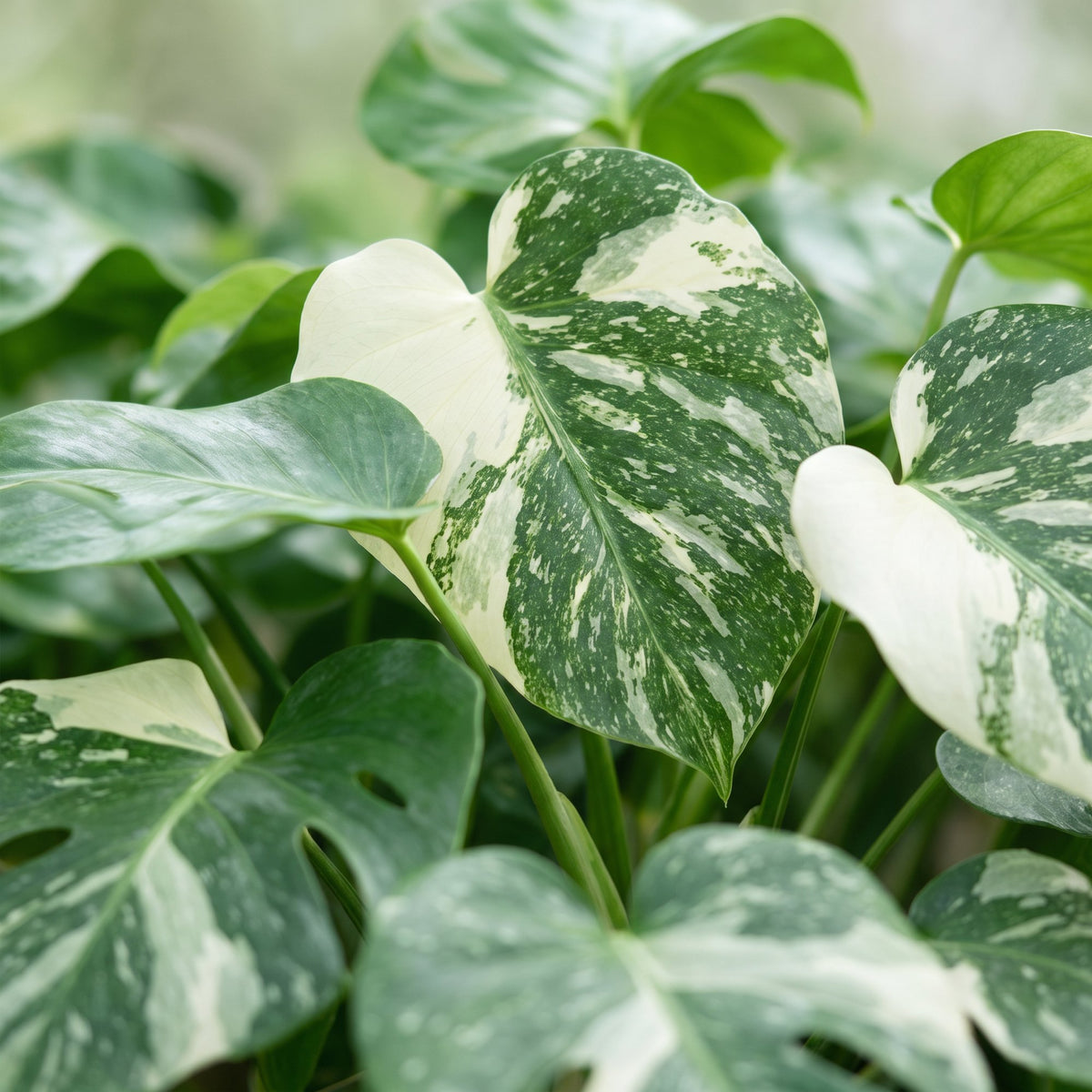 Gatenplant (Monstera deliciosa 'Thai Constellation')