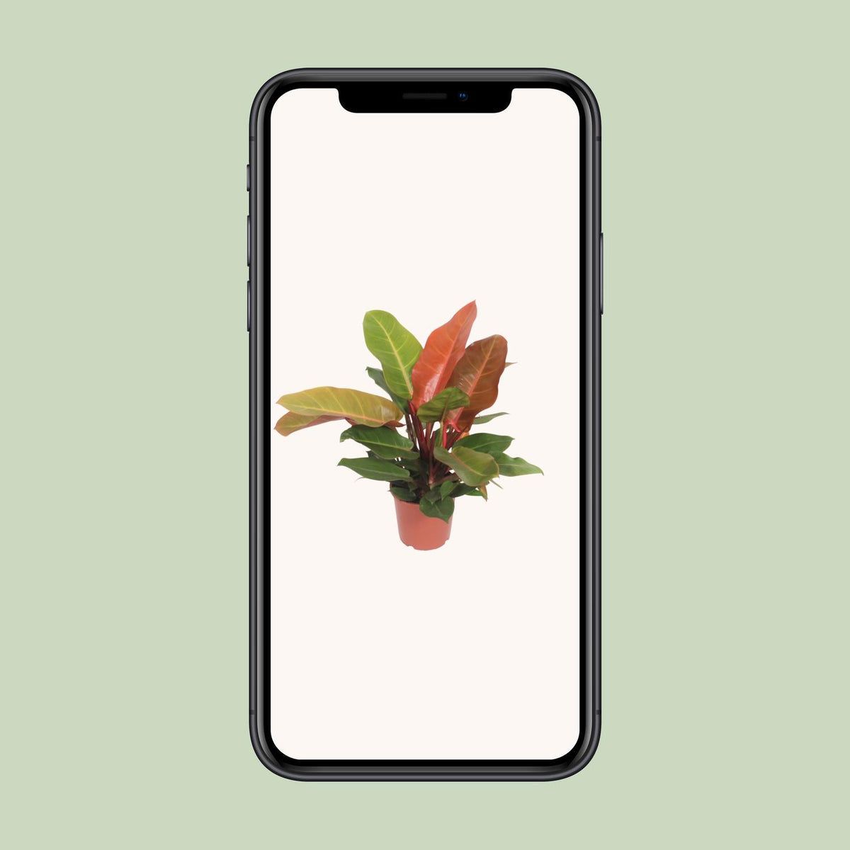 Philodendron 'Prince of Orange' 45 cm hoch, Topf ø17 cm