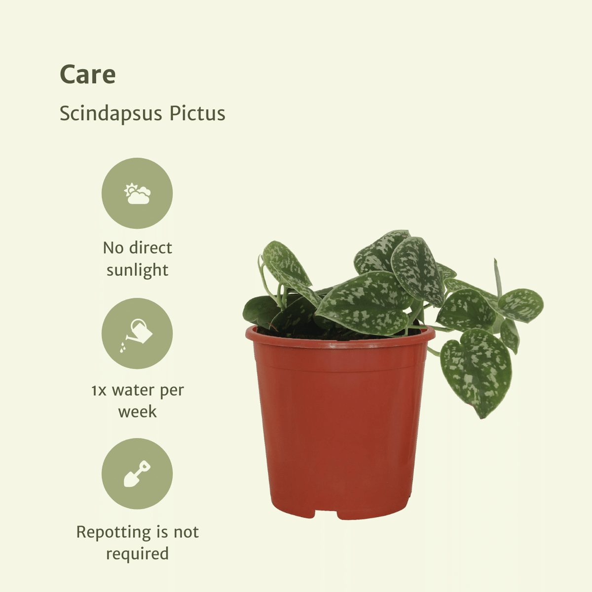Sølvvin , 4 planter, potte ø12 cm
