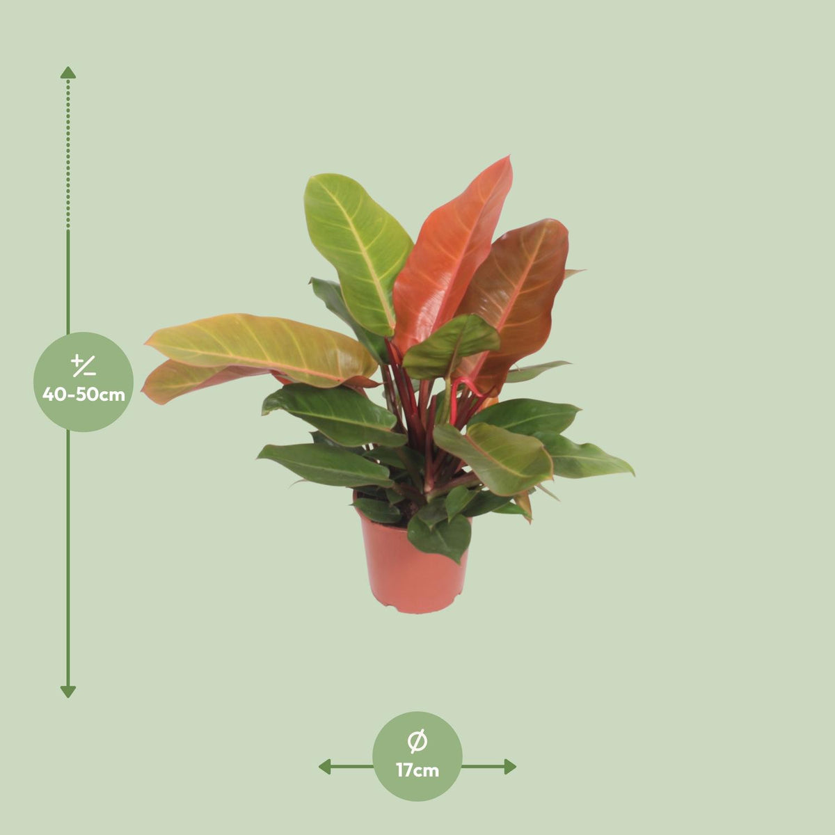 Philodendron 'Prince of Orange' 45 cm hoch, Topf ø17 cm