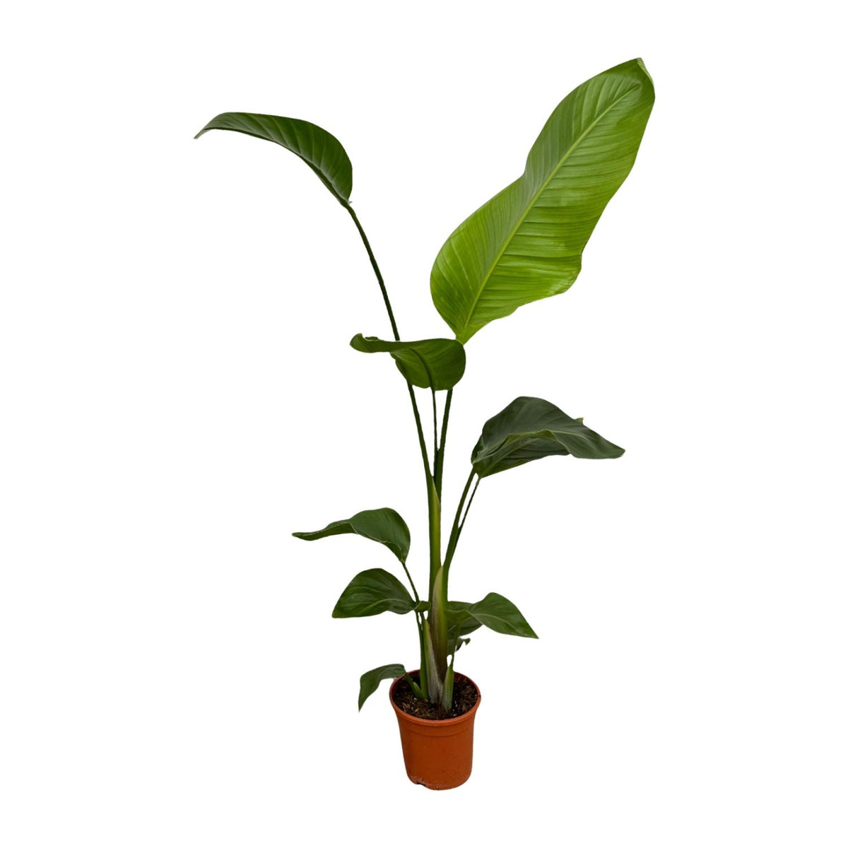 Strelitzia Nicolai