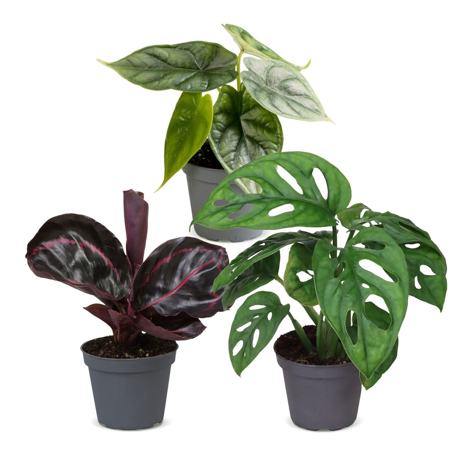 Baby Jungle Mix (3 planten, pot ø6 cm)