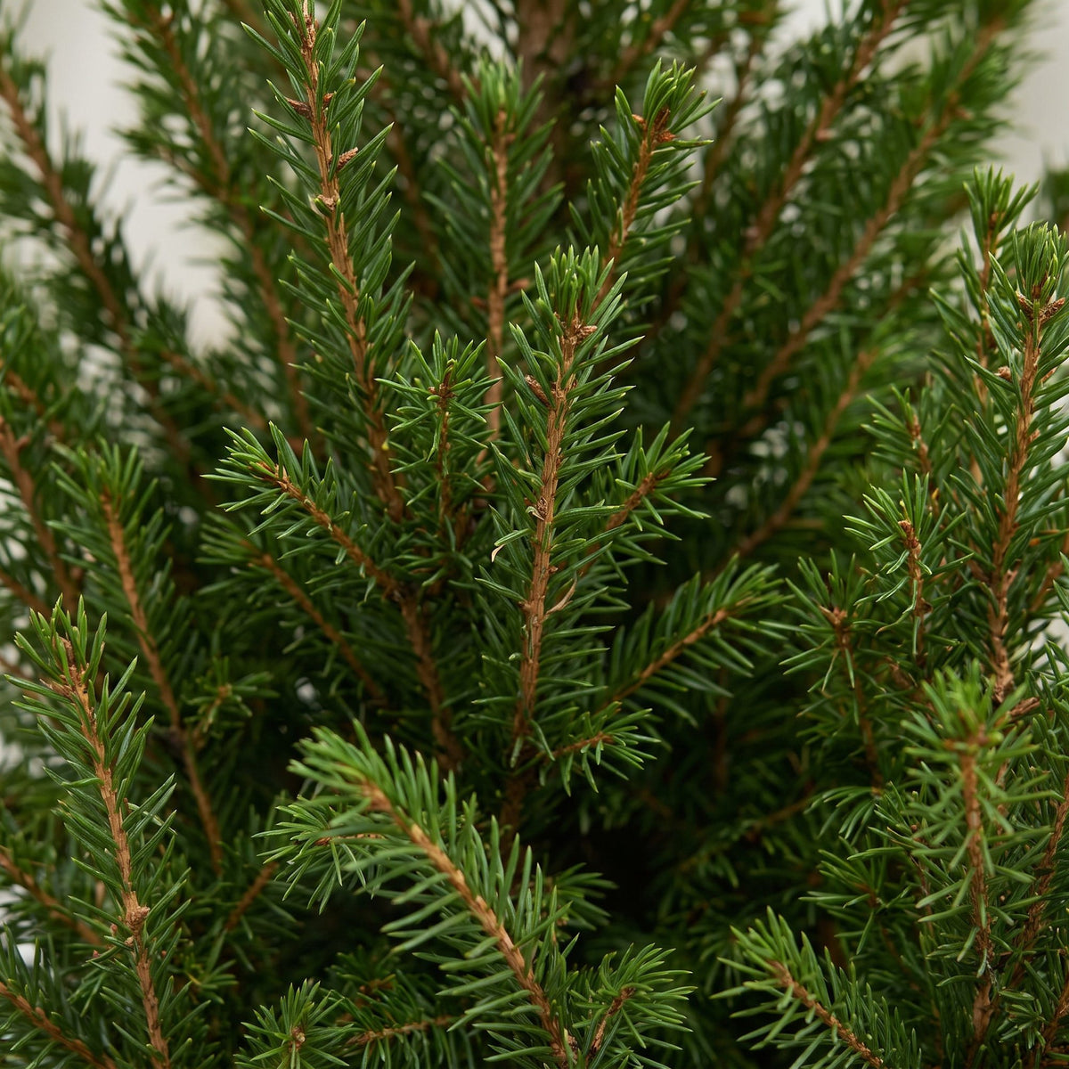 Kegelspar (Picea glauca 'Conica')