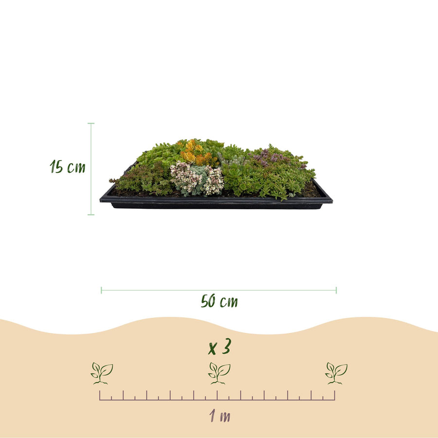 Sedum tappezzante resistente al freddo, set da 2 tappeti 50x30 cm