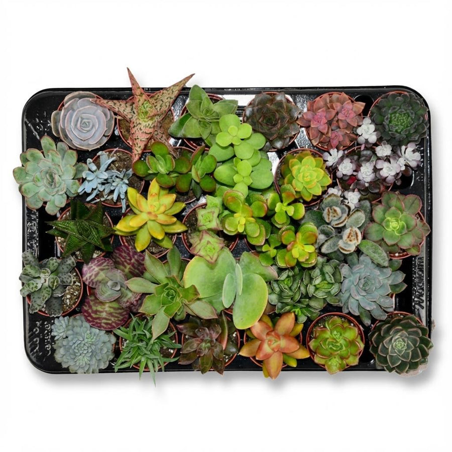 Mini succulenten mix (30 planten, pot ø5,5 cm)
