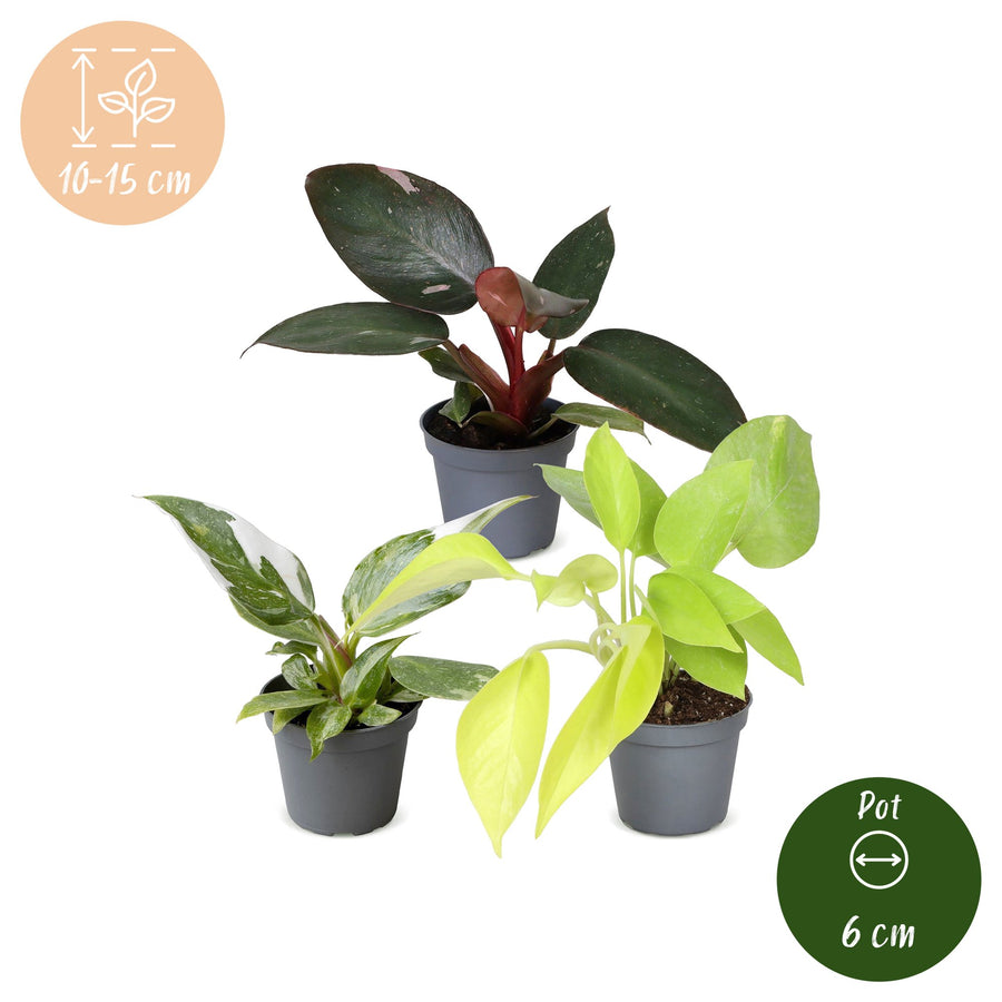 Baby Philodendron Tricolour (3 planten, pot ø6 cm)