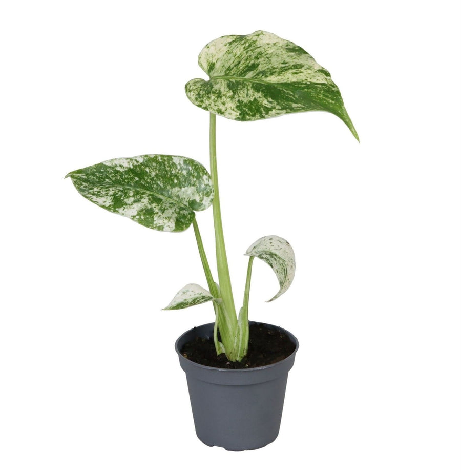 Broget fingerfilodendron (Monstera deliciosa 'Mint Variegated') 18 cm høj, potte ø6 cm