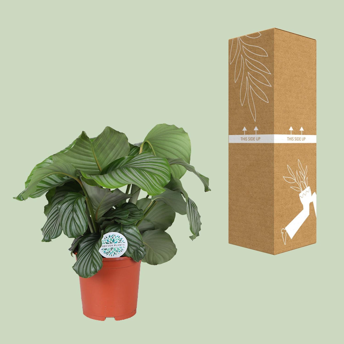 Calathea orbifolia
