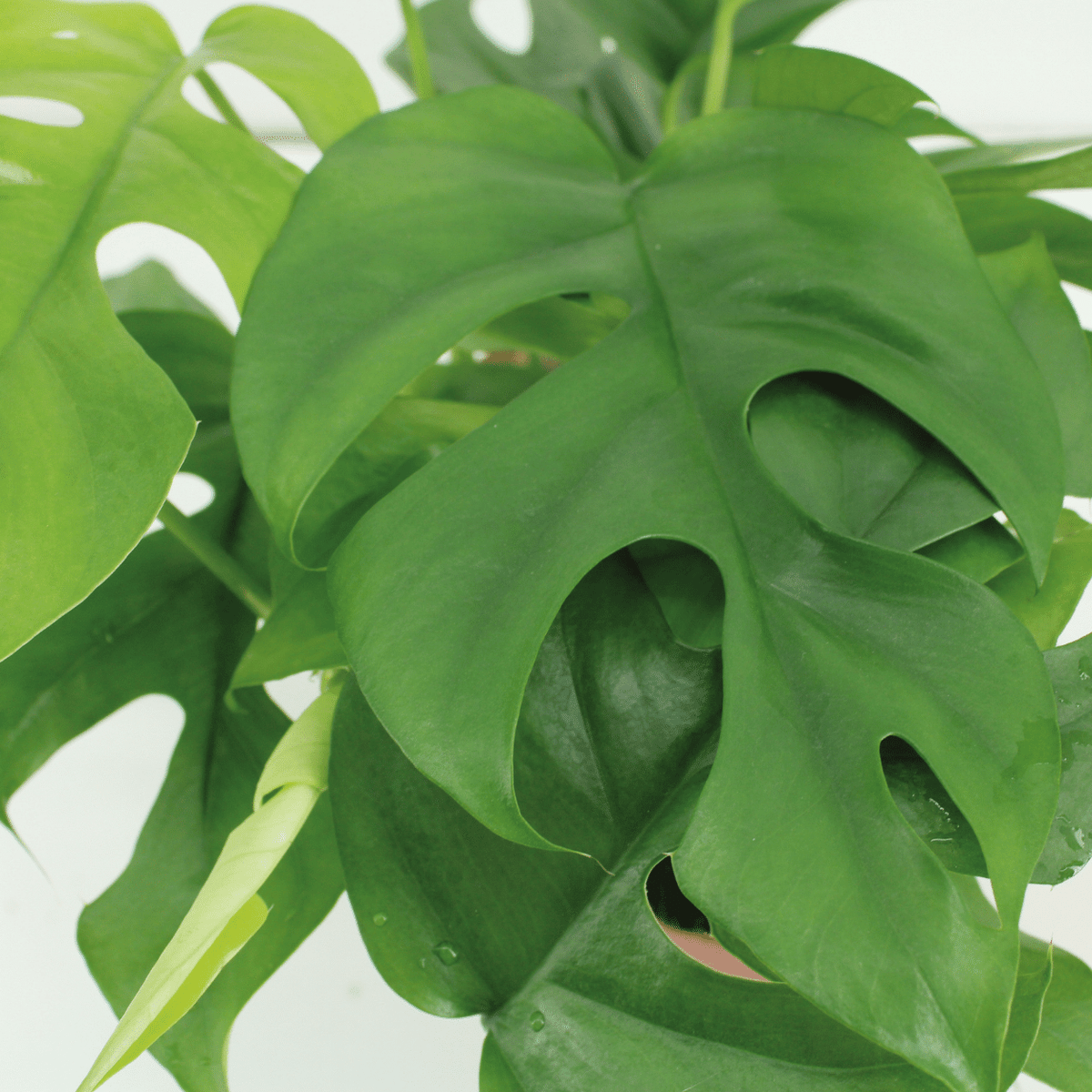Monstera minima i hængende kokodama