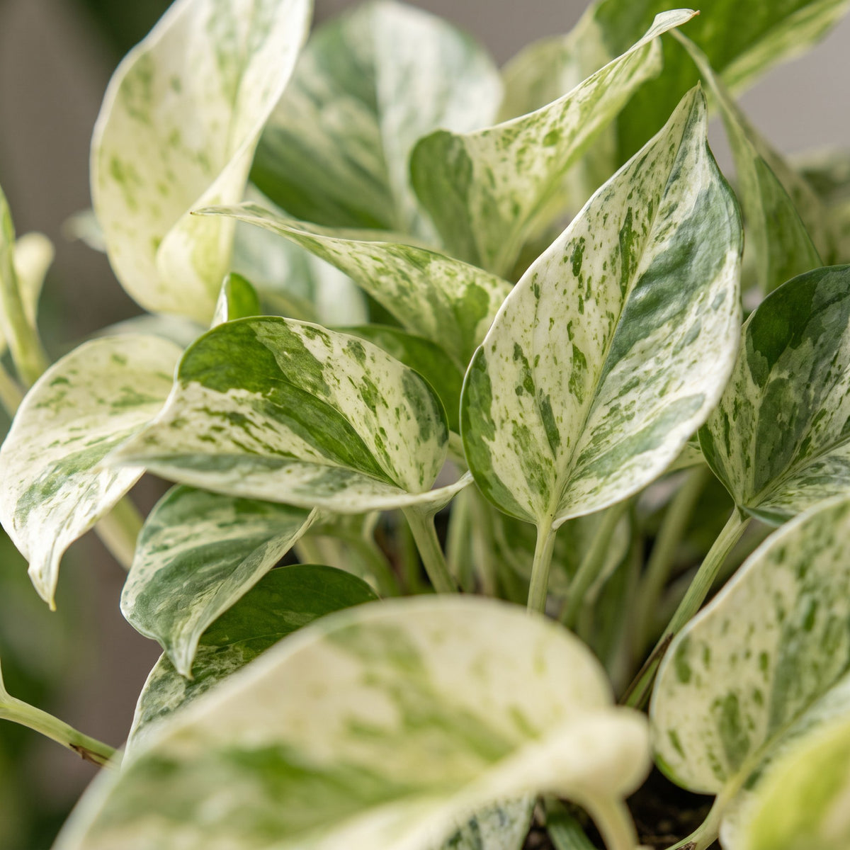 Marmeren scindapsus (Epipremnum 'Marble Variegata')