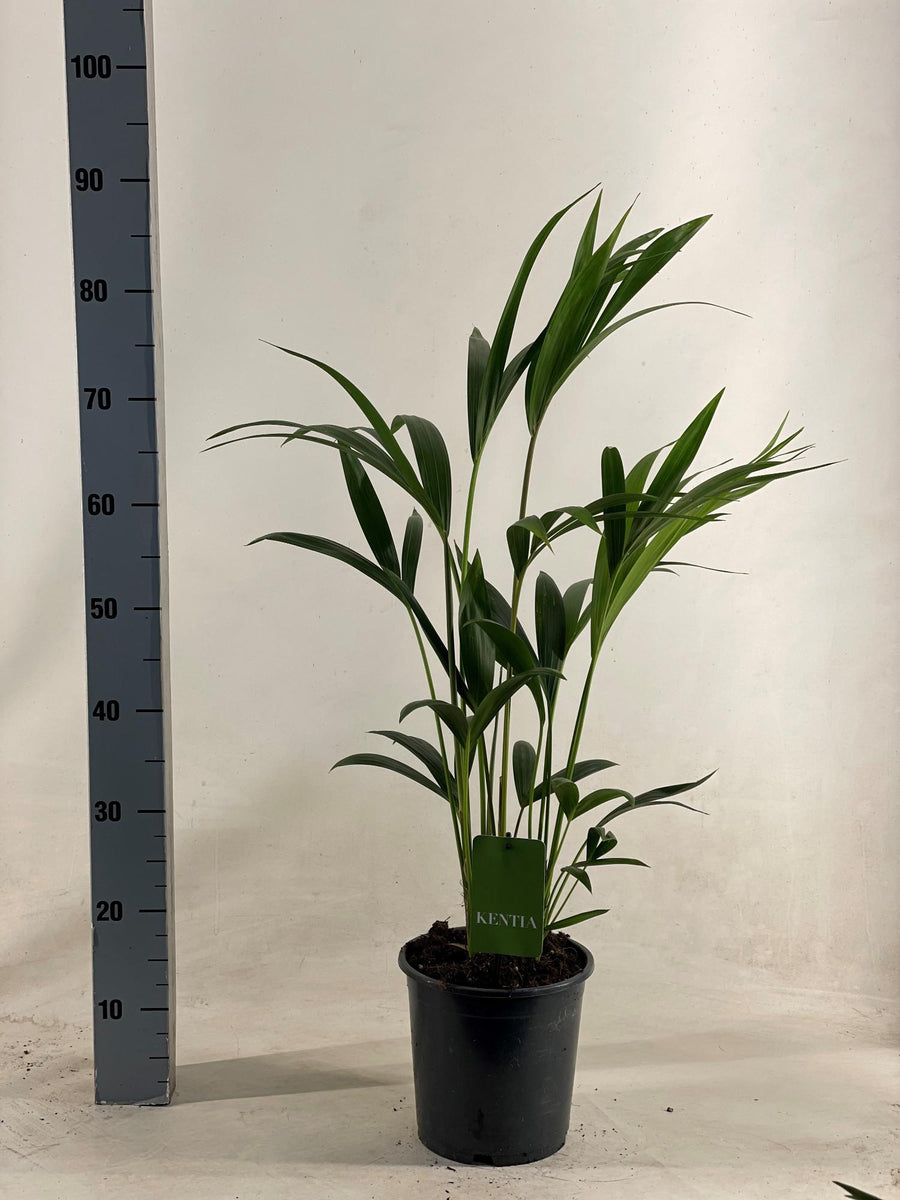 Kentiapalm (Howea forsteriana) 90 cm hoog, pot ø19 cm