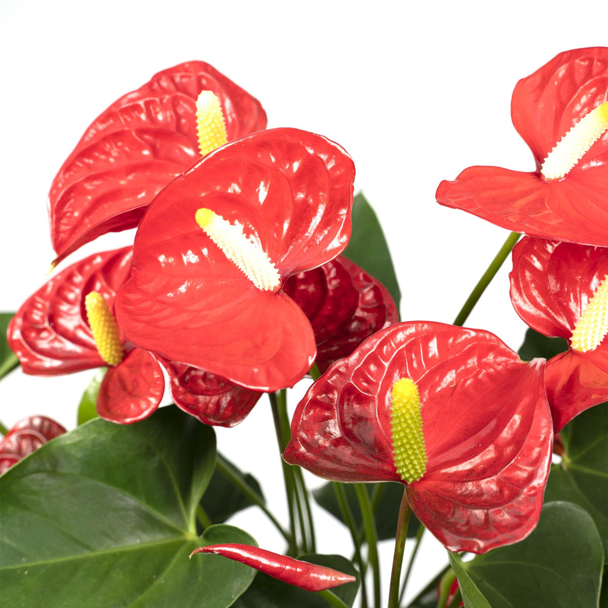 Anthurium rosso 55 cm di altezza, vaso ø17 cm