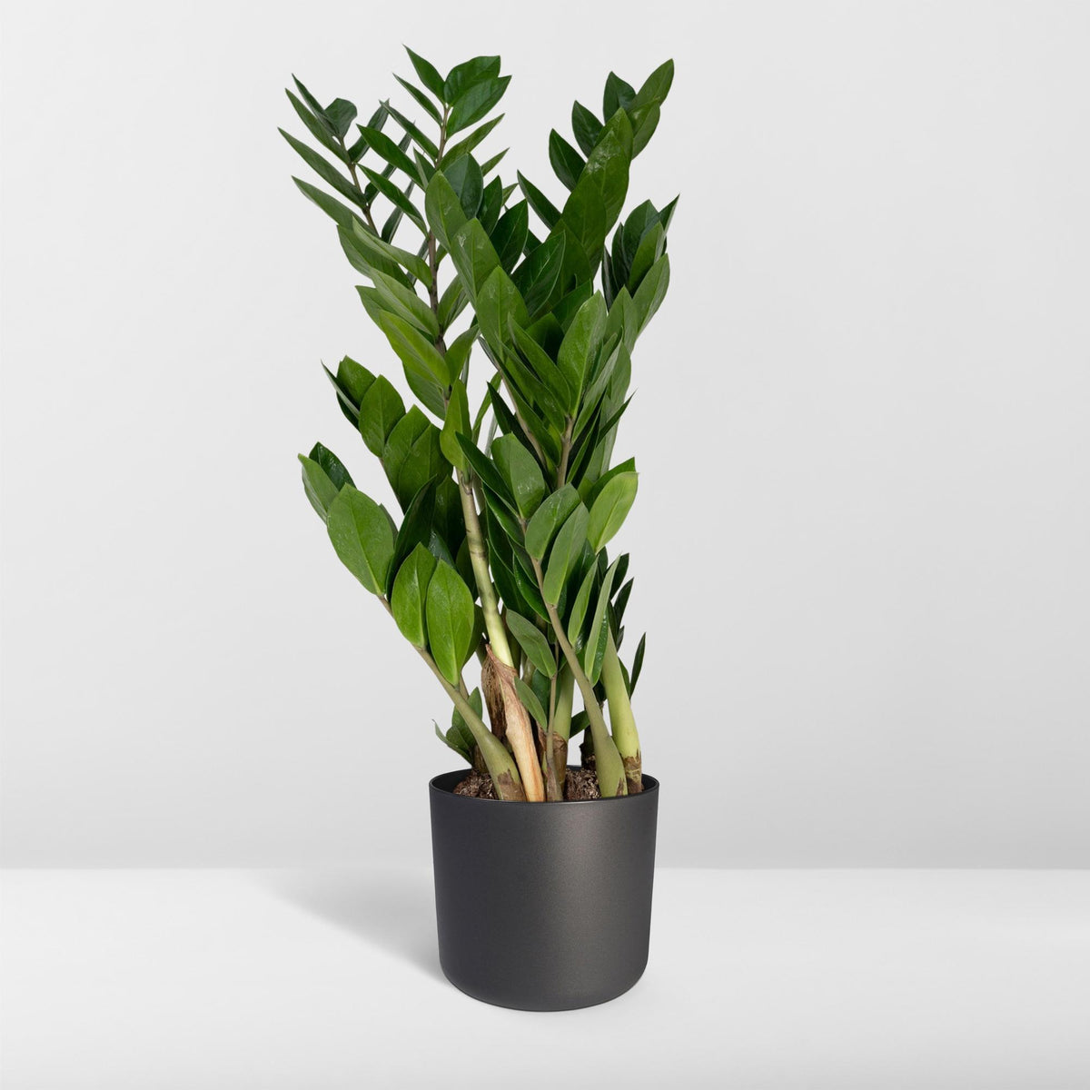 ZZ-plant (Zamioculcas zamiifolia)