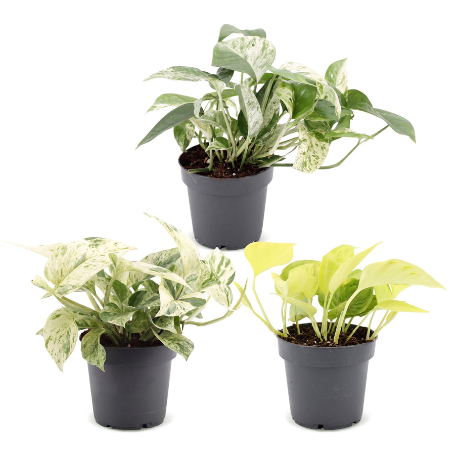 Epipremnum Tricolour (3 planter, potte ø6 cm)