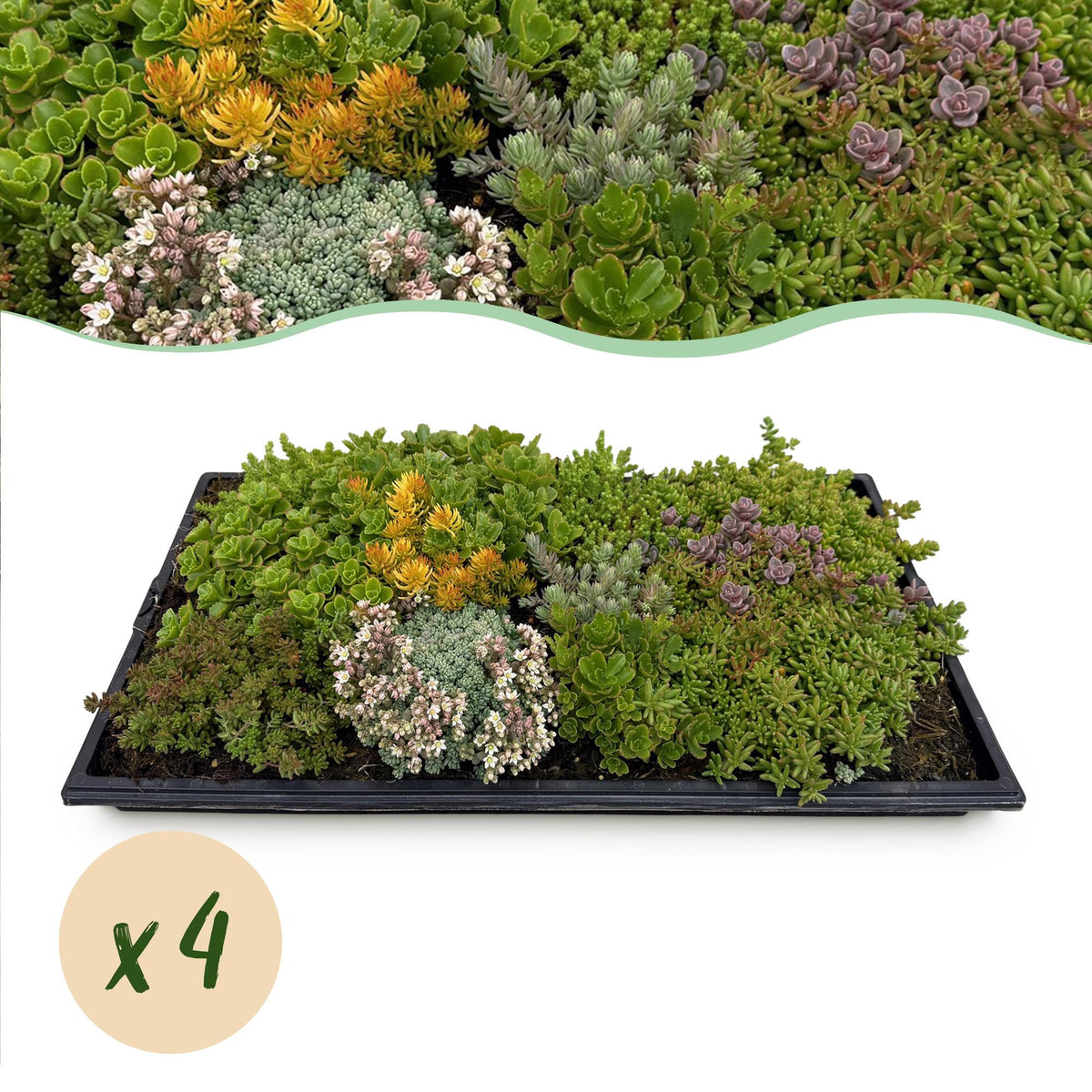 Sedum