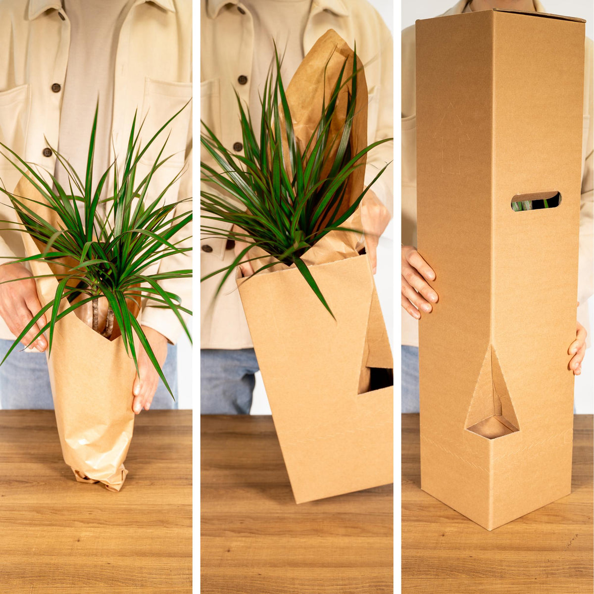 Særlingeboks stueplanter